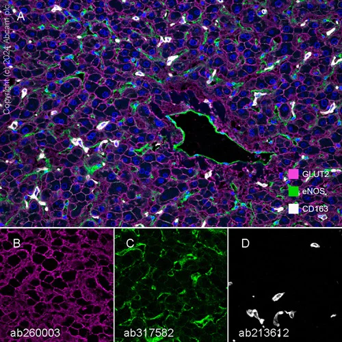 Multiplex immunohistochemistry - Anti-eNOS antibody [RM1181] (AB317582)