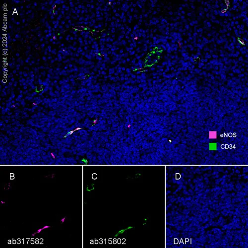 Multiplex immunohistochemistry - Anti-eNOS antibody [RM1181] (AB317582)