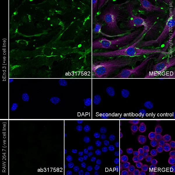 Immunocytochemistry/ Immunofluorescence - Anti-eNOS antibody [RM1181] - BSA and Azide free (AB317583)