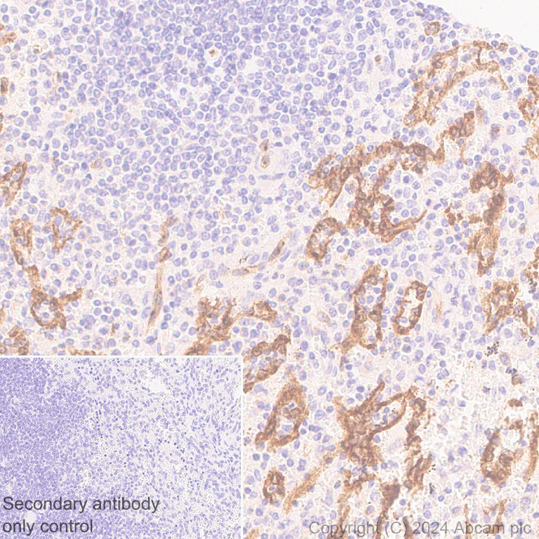 Immunohistochemistry (Formalin/PFA-fixed paraffin-embedded sections) - Anti-eNOS antibody [RM1181] - BSA and Azide free (AB317583)