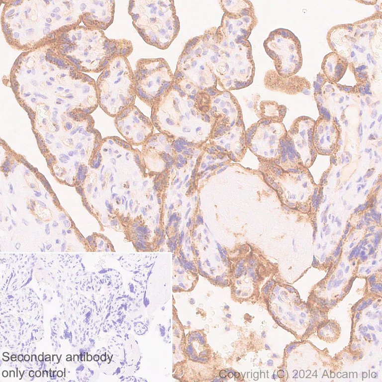 Immunohistochemistry (Formalin/PFA-fixed paraffin-embedded sections) - Anti-eNOS antibody [RM1181] - BSA and Azide free (AB317583)