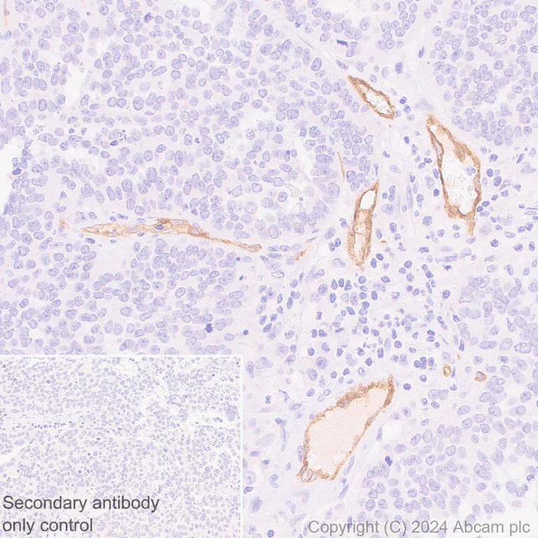 Immunohistochemistry (Formalin/PFA-fixed paraffin-embedded sections) - Anti-eNOS antibody [RM1181] - BSA and Azide free (AB317583)