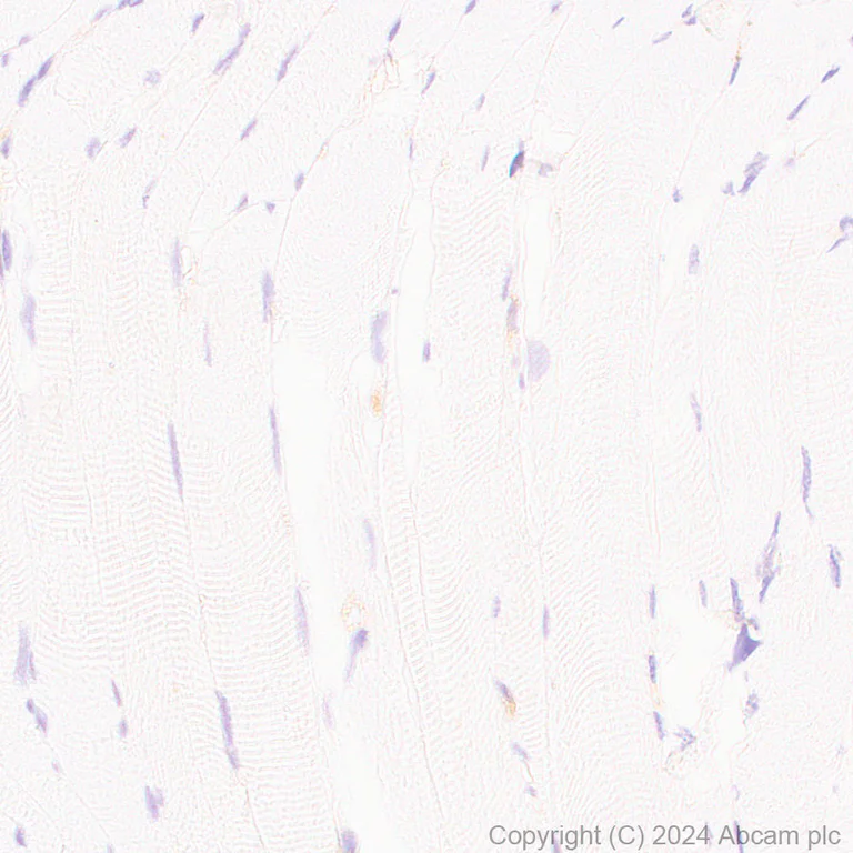 Immunohistochemistry (Formalin/PFA-fixed paraffin-embedded sections) - Anti-eNOS antibody [RM1181] - BSA and Azide free (AB317583)
