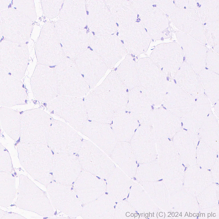 Immunohistochemistry (Formalin/PFA-fixed paraffin-embedded sections) - Anti-eNOS antibody [RM1181] - BSA and Azide free (AB317583)