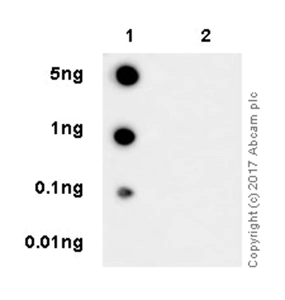 Dot Blot - Anti-eNOS (phospho S1177) antibody [EPR20991] - BSA and Azide free (AB230158)