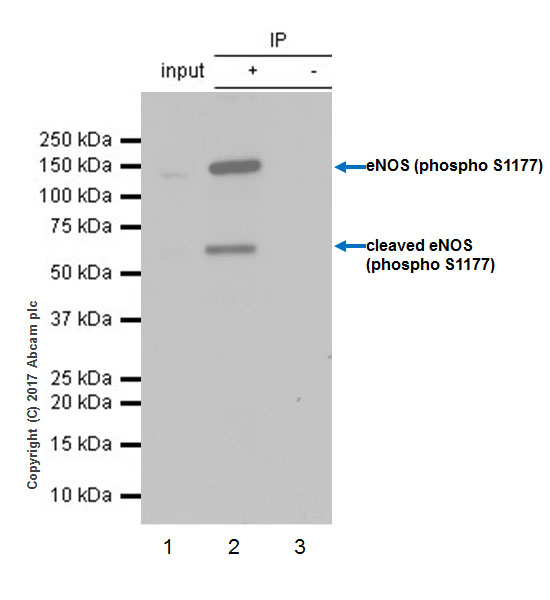 Immunoprecipitation - Anti-eNOS (phospho S1177) antibody [EPR20991] - BSA and Azide free (AB230158), expandable thumbnail