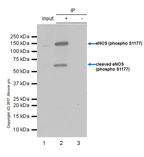 Immunoprecipitation - Anti-eNOS (phospho S1177) antibody [EPR20991] - BSA and Azide free (AB230158)
