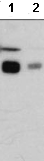 Western blot - Anti-eNOS (phospho S632) antibody [M232] (AB76199), expandable thumbnail