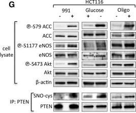 Western blot - Anti-eNOS (phospho S632) antibody [M232] (AB76199)