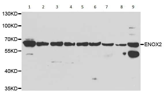 Western blot - Anti-ENOX2/tNOX antibody (AB210751)
