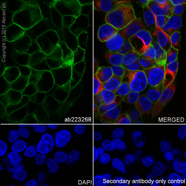 Immunocytochemistry/ Immunofluorescence - Anti-ENPP1/PC1 antibody [EPR22262-22] - BSA and Azide free (AB240832), expandable thumbnail