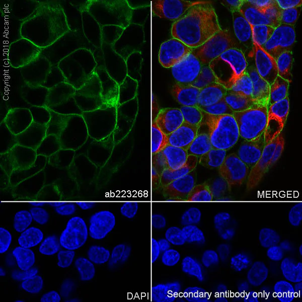 Immunocytochemistry/ Immunofluorescence - Anti-ENPP1/PC1 antibody [EPR22262-22] - BSA and Azide free (AB240832)