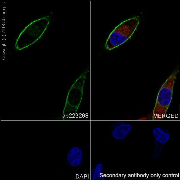 Immunocytochemistry/ Immunofluorescence - Anti-ENPP1/PC1 antibody [EPR22262-22] - BSA and Azide free (AB240832), expandable thumbnail
