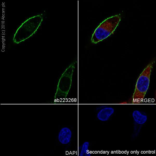Immunocytochemistry/ Immunofluorescence - Anti-ENPP1/PC1 antibody [EPR22262-22] - BSA and Azide free (AB240832)