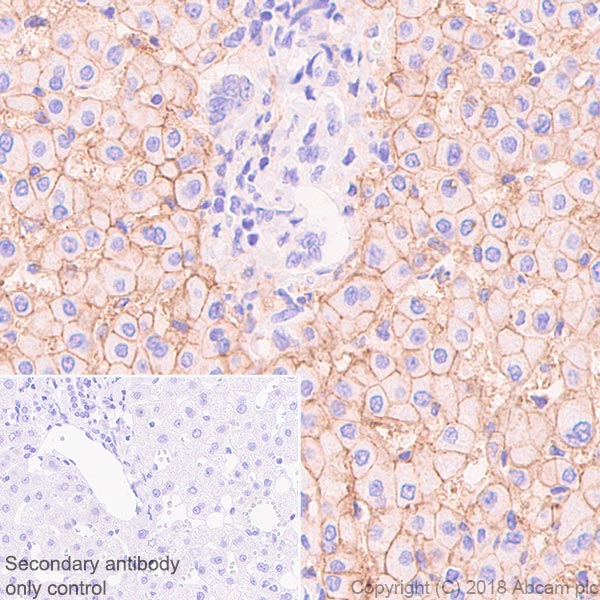 Immunohistochemistry (Formalin/PFA-fixed paraffin-embedded sections) - Anti-ENPP1/PC1 antibody [EPR22262-22] - BSA and Azide free (AB240832), expandable thumbnail