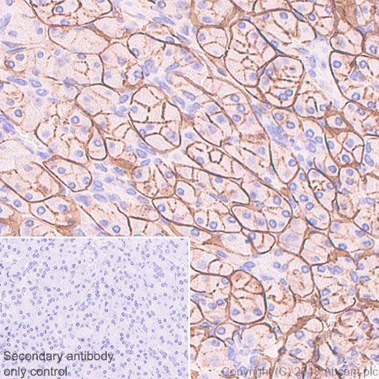Immunohistochemistry (Formalin/PFA-fixed paraffin-embedded sections) - Anti-ENPP1/PC1 antibody [EPR22262-22] - BSA and Azide free (AB240832), expandable thumbnail