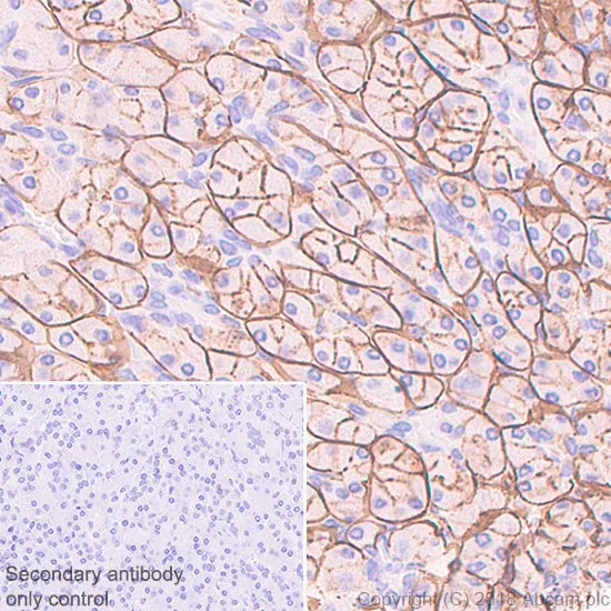 Immunohistochemistry (Formalin/PFA-fixed paraffin-embedded sections) - Anti-ENPP1/PC1 antibody [EPR22262-22] - BSA and Azide free (AB240832)