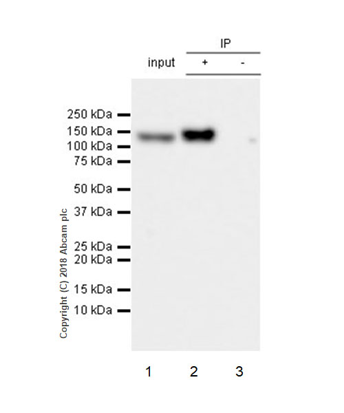 Immunoprecipitation - Anti-ENPP1/PC1 antibody [EPR22262-22] - BSA and Azide free (AB240832), expandable thumbnail