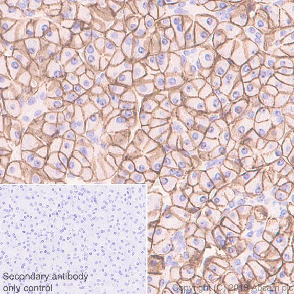 Immunohistochemistry (Formalin/PFA-fixed paraffin-embedded sections) - Anti-ENPP1/PC1 antibody [EPR22262-72] (AB245838)