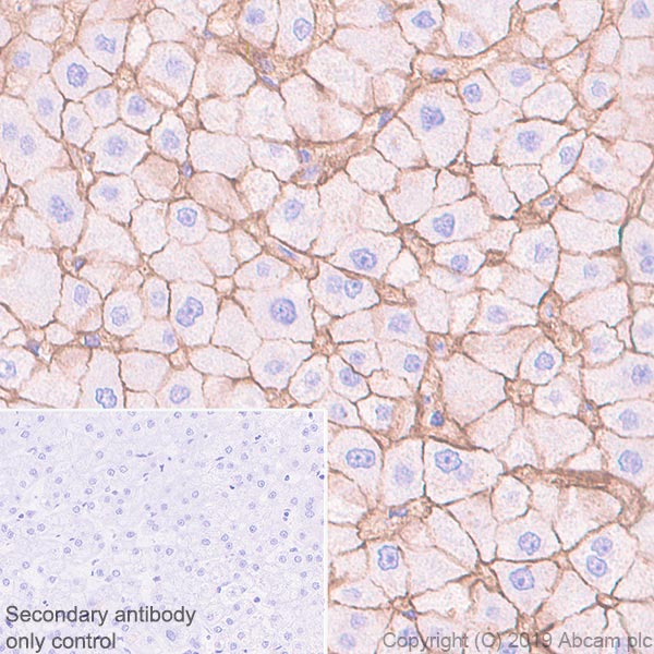 Immunohistochemistry (Formalin/PFA-fixed paraffin-embedded sections) - Anti-ENPP1/PC1 antibody [EPR22262-72] - BSA and Azide free (AB245981)