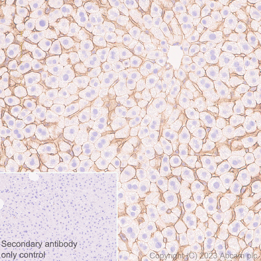 Immunohistochemistry (Formalin/PFA-fixed paraffin-embedded sections) - Anti-ENPP1/PC1 antibody [EPR28388-32] - BSA and Azide free (ab314552), expandable thumbnail
