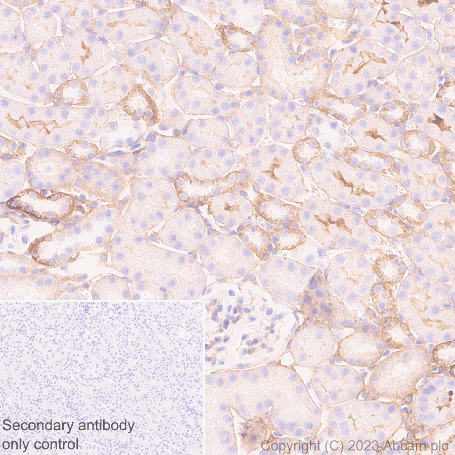 Immunohistochemistry (Formalin/PFA-fixed paraffin-embedded sections) - Anti-ENPP1/PC1 antibody [EPR28388-32] - BSA and Azide free (AB314552), expandable thumbnail