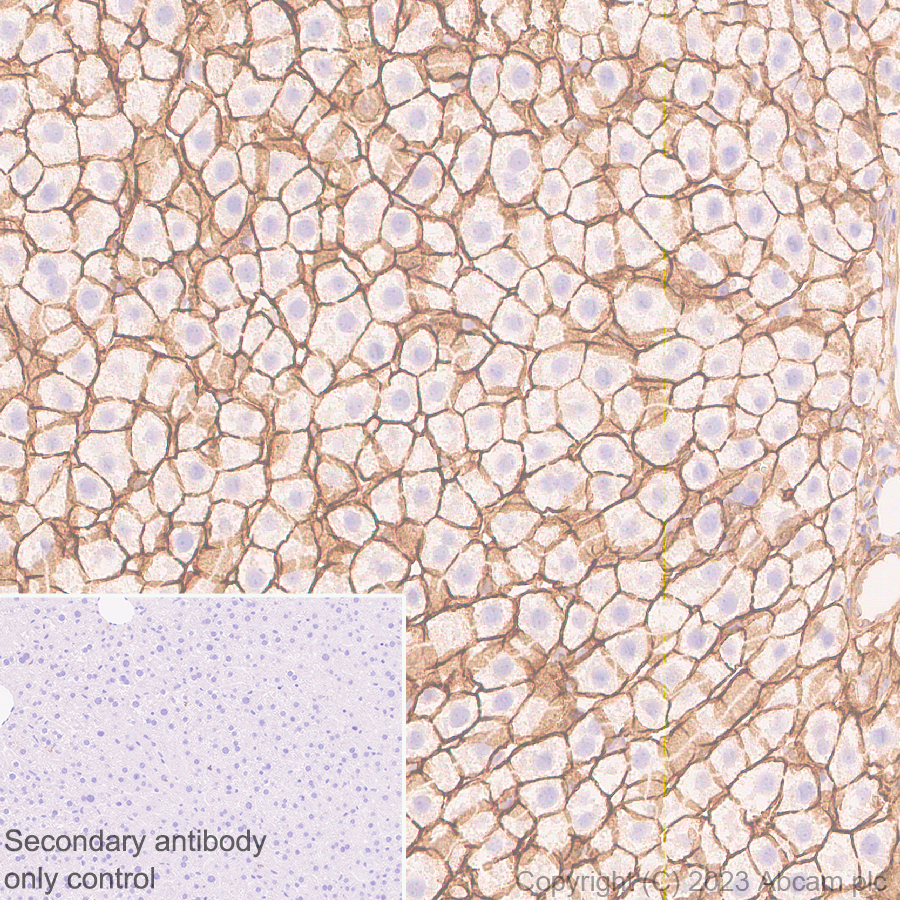 Immunohistochemistry (Formalin/PFA-fixed paraffin-embedded sections) - Anti-ENPP1/PC1 antibody [EPR28388-32] - BSA and Azide free (AB314552), expandable thumbnail