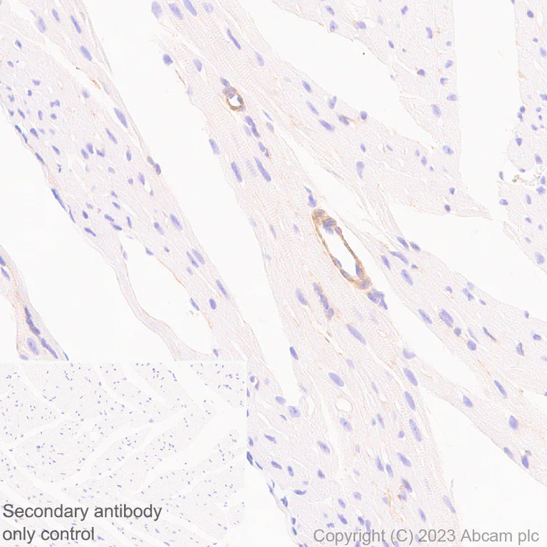 Immunohistochemistry (Formalin/PFA-fixed paraffin-embedded sections) - Anti-ENPP1/PC1 antibody [EPR28388-32] - BSA and Azide free (AB314552)