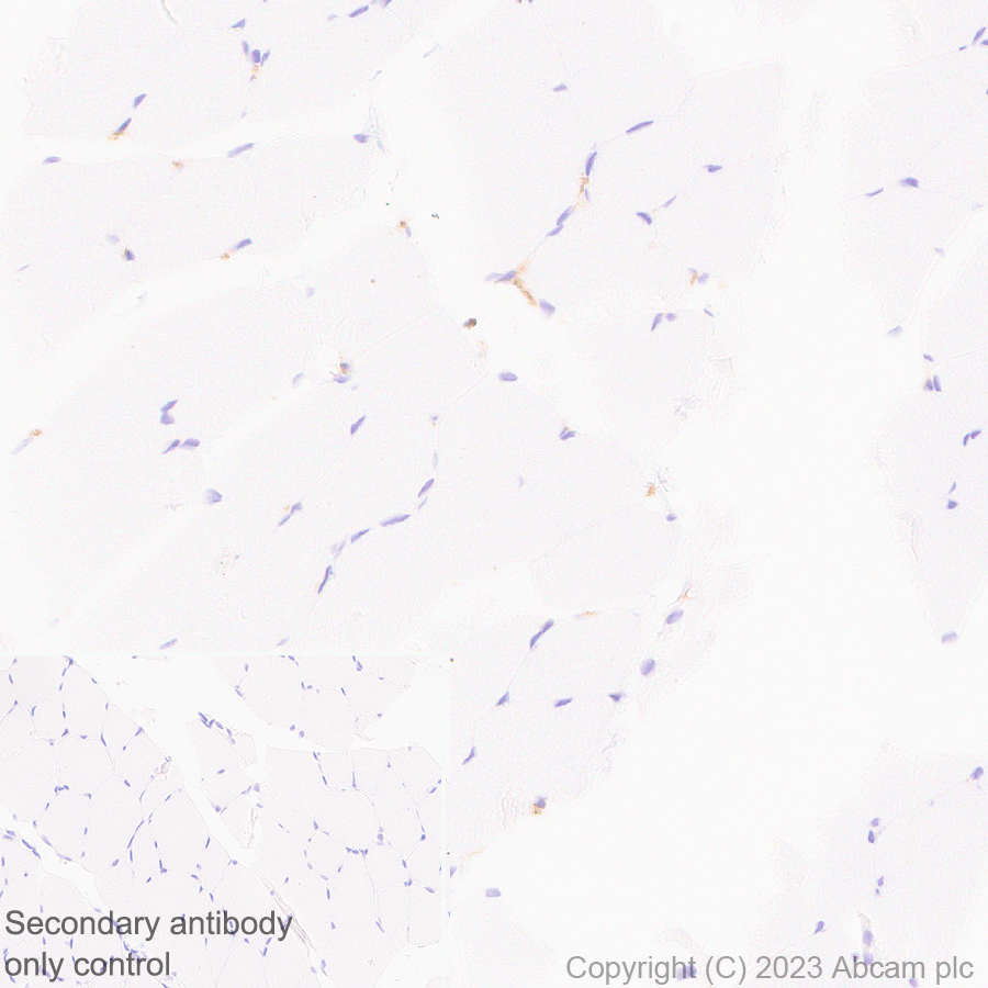 Immunohistochemistry (Formalin/PFA-fixed paraffin-embedded sections) - Anti-ENPP1/PC1 antibody [EPR28388-32] - BSA and Azide free (AB314552), expandable thumbnail