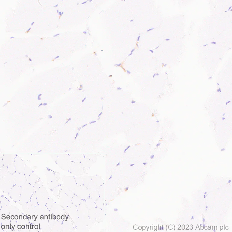 Immunohistochemistry (Formalin/PFA-fixed paraffin-embedded sections) - Anti-ENPP1/PC1 antibody [EPR28388-32] - BSA and Azide free (AB314552)