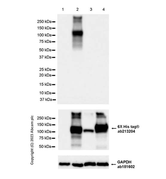 Western blot - Anti-ENPP1/PC1 antibody [EPR28388-32] - BSA and Azide free (AB314552)