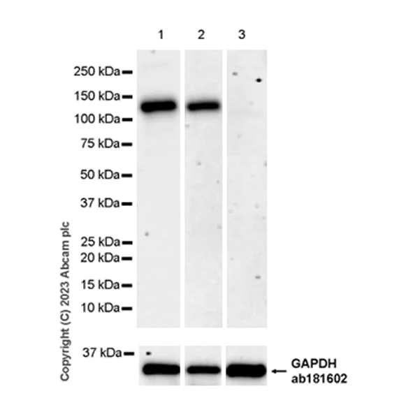 Western blot - Anti-ENPP1/PC1 antibody [EPR28388-32] - BSA and Azide free (AB314552)