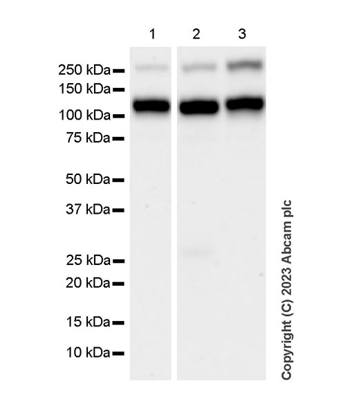 Western blot - Anti-ENPP1/PC1 antibody [EPR28388-32] - BSA and Azide free (ab314552), expandable thumbnail