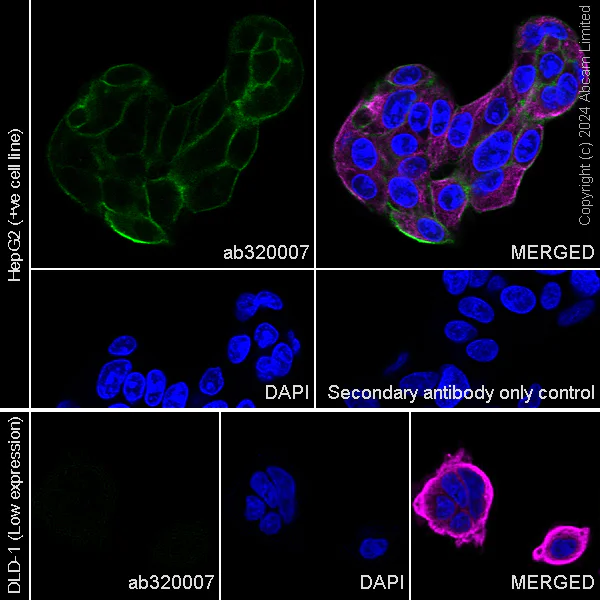 Immunocytochemistry/ Immunofluorescence - Anti-ENPP1/PC1 antibody [RM2066] - BSA and Azide free (AB320008)