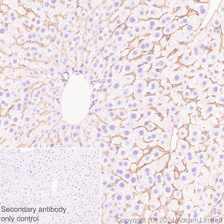 Immunohistochemistry (Formalin/PFA-fixed paraffin-embedded sections) - Anti-ENPP1/PC1 antibody [RM2066] - BSA and Azide free (AB320008)