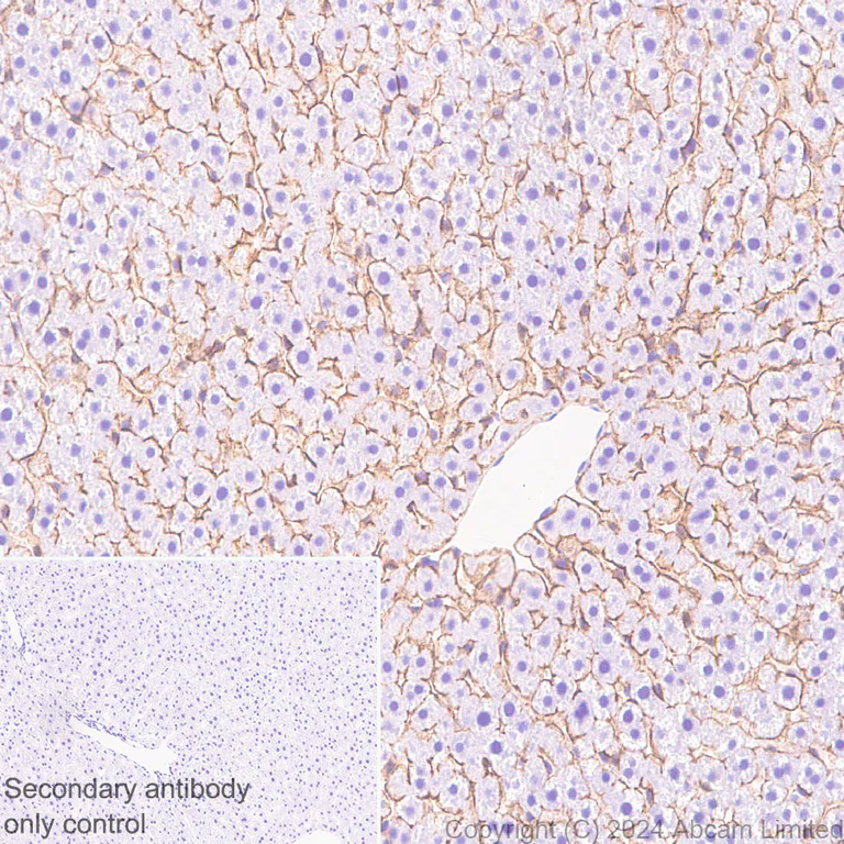 Immunohistochemistry (Formalin/PFA-fixed paraffin-embedded sections) - Anti-ENPP1/PC1 antibody [RM2066] - BSA and Azide free (AB320008)