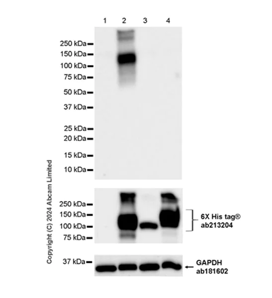 Western blot - Anti-ENPP1/PC1 antibody [RM2066] - BSA and Azide free (AB320008)