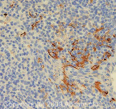 Immunohistochemistry (Formalin/PFA-fixed paraffin-embedded sections) - Anti-ENPP2/ATX antibody [1F8] - BSA and Azide free (AB238670)