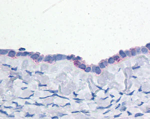 Immunohistochemistry (Formalin/PFA-fixed paraffin-embedded sections) - Anti-ENPP3/B10 antibody (AB118445)