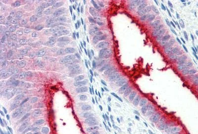 Immunohistochemistry (Formalin/PFA-fixed paraffin-embedded sections) - Anti-ENPP3/B10 antibody (AB150558)
