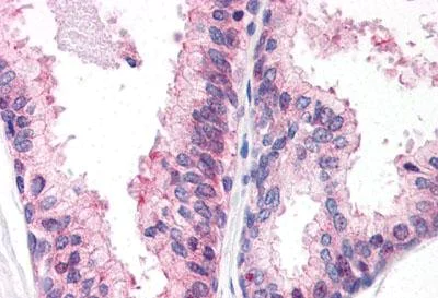 Immunohistochemistry (Formalin/PFA-fixed paraffin-embedded sections) - Anti-ENPP3/B10 antibody (AB150558)