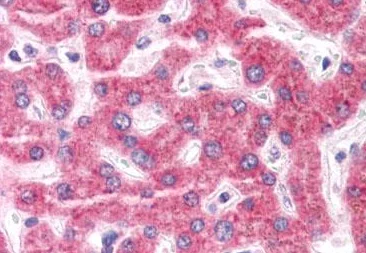 Immunohistochemistry (Formalin/PFA-fixed paraffin-embedded sections) - Anti-ENPP3/B10 antibody (AB189116)