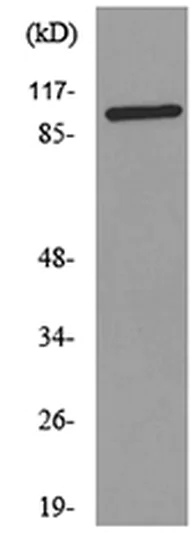 Western blot - Anti-ENPP3/B10 antibody (AB190823)