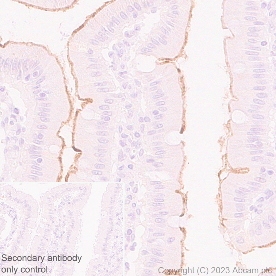 Immunohistochemistry (Formalin/PFA-fixed paraffin-embedded sections) - Anti-ENPP3/B10 antibody [EPR27349-126] (AB313376), expandable thumbnail
