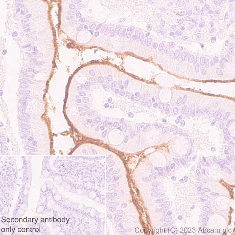 Immunohistochemistry (Formalin/PFA-fixed paraffin-embedded sections) - Anti-ENPP3/B10 antibody [EPR27349-126] - BSA and Azide free (AB313377)
