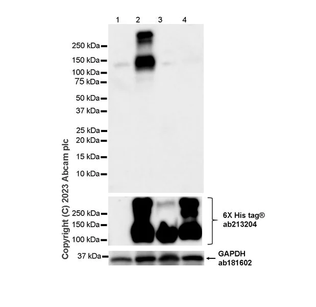 Western blot - Anti-ENPP3/B10 antibody [EPR27349-87] - BSA and Azide free (AB312317)