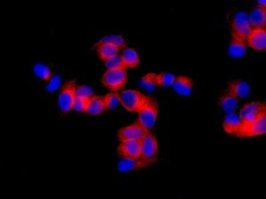 Immunocytochemistry/ Immunofluorescence - Anti-ENPP5 antibody [EPR8236] - BSA and Azide free (AB248766), expandable thumbnail