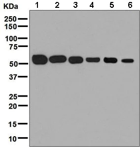 Western blot - Anti-ENPP5 antibody [EPR8236] - BSA and Azide free (AB248766)