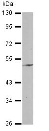 Western blot - Anti-ENPP6 antibody (AB127897)