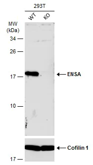 Western blot - Anti-ENSA antibody (AB125873)